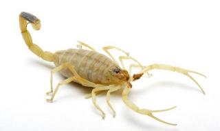 以色列金蝎 以色列金蝎